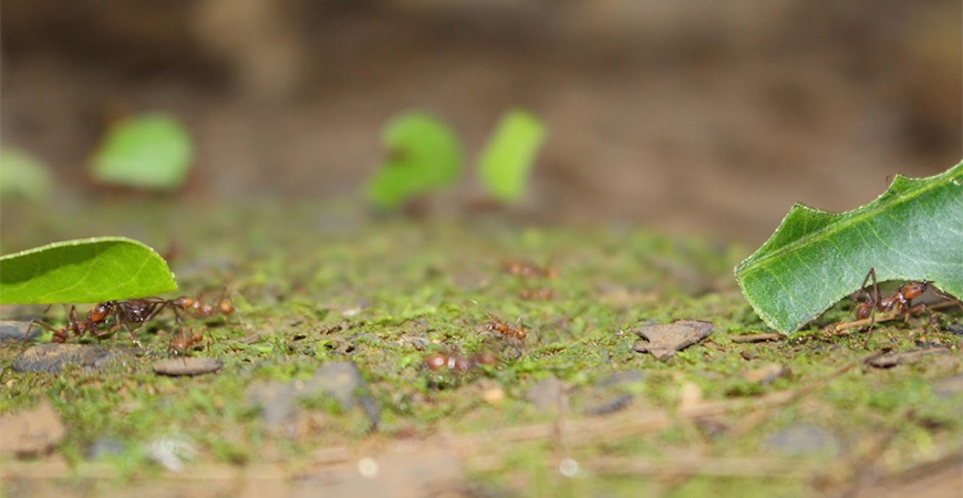 Leaf-cutter ants in the tropical rain forest of Costa Rica carry cut leaves back to their colony.