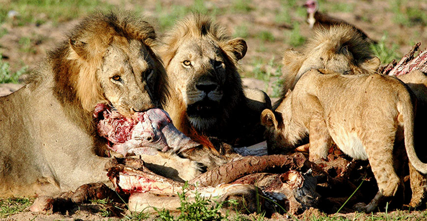 Lions consume a giraffe carcass in Ruaha National Park, Tanzania.